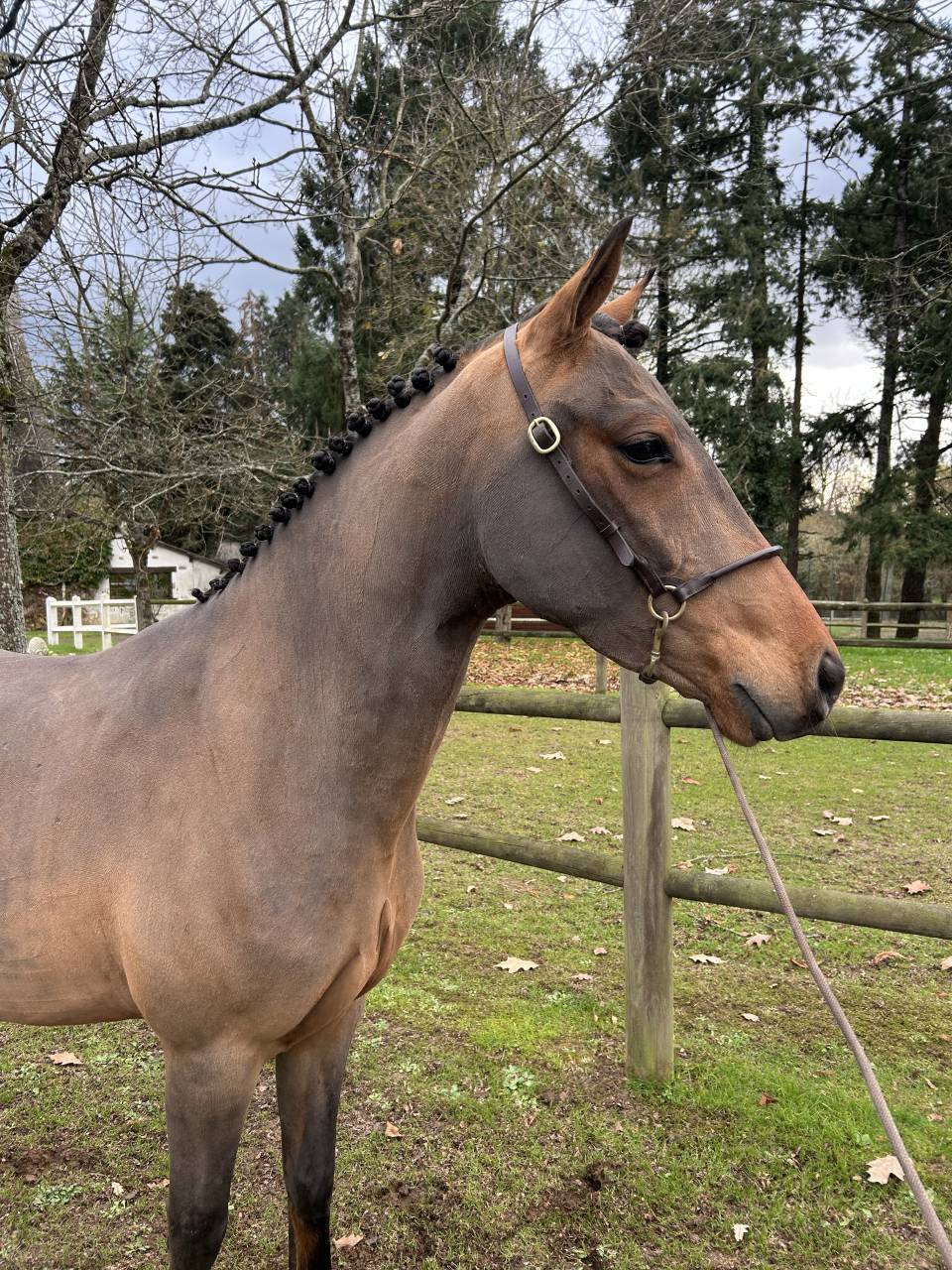 Gelding French Saddle Pony For sale 2022 Bay