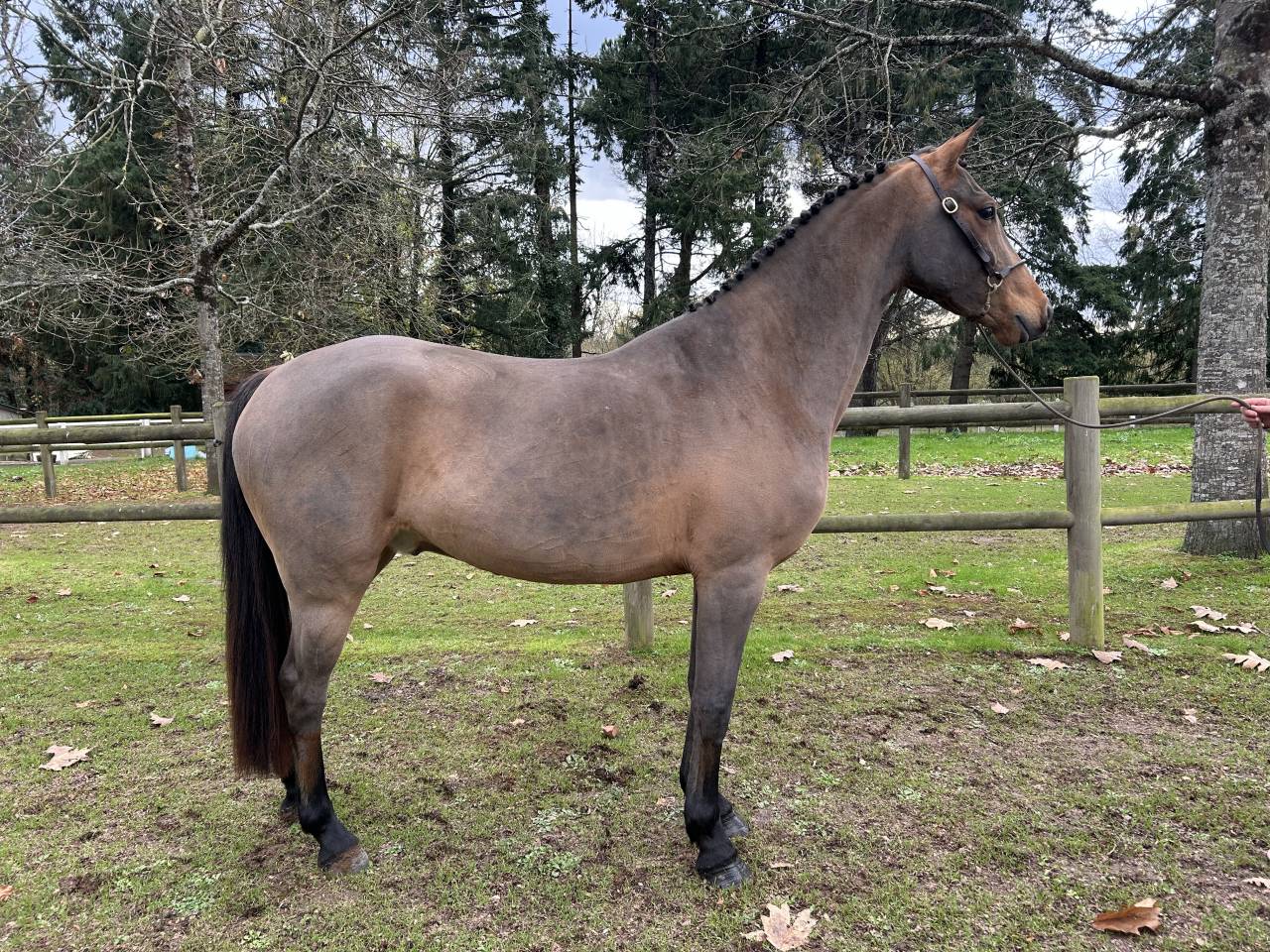 Gelding French Saddle Pony For sale 2022 Bay