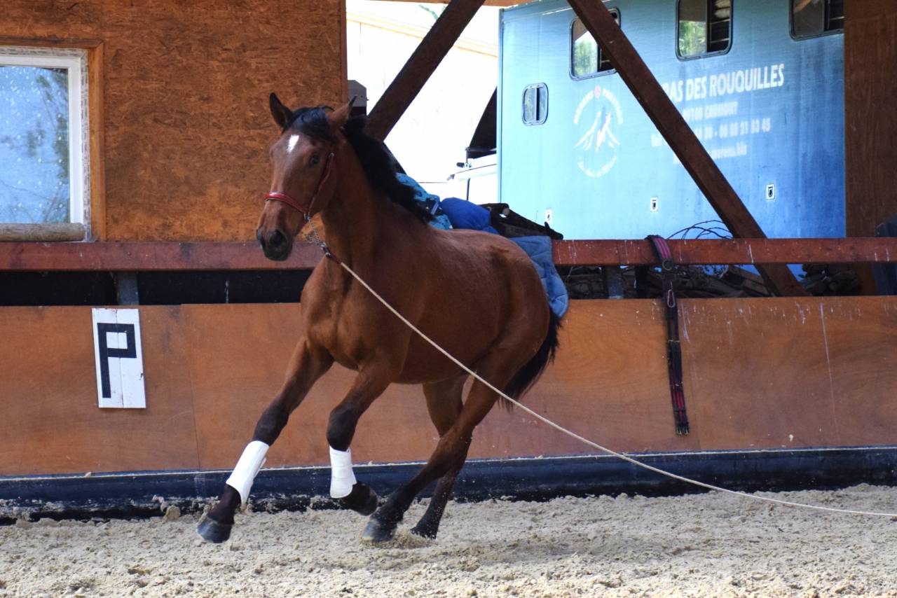 Mare PRE Pure Spanish Bred For sale 2022 Bay