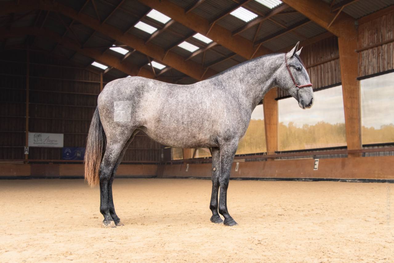 Mare PRE Pure Spanish Bred For sale 2022 Grey