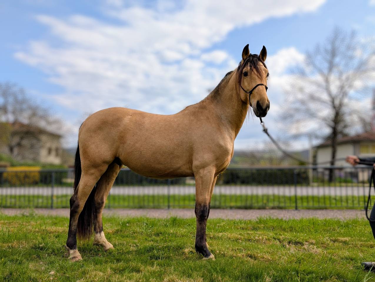 Gelding PRE Pure Spanish Bred For sale 2021 Buckskin