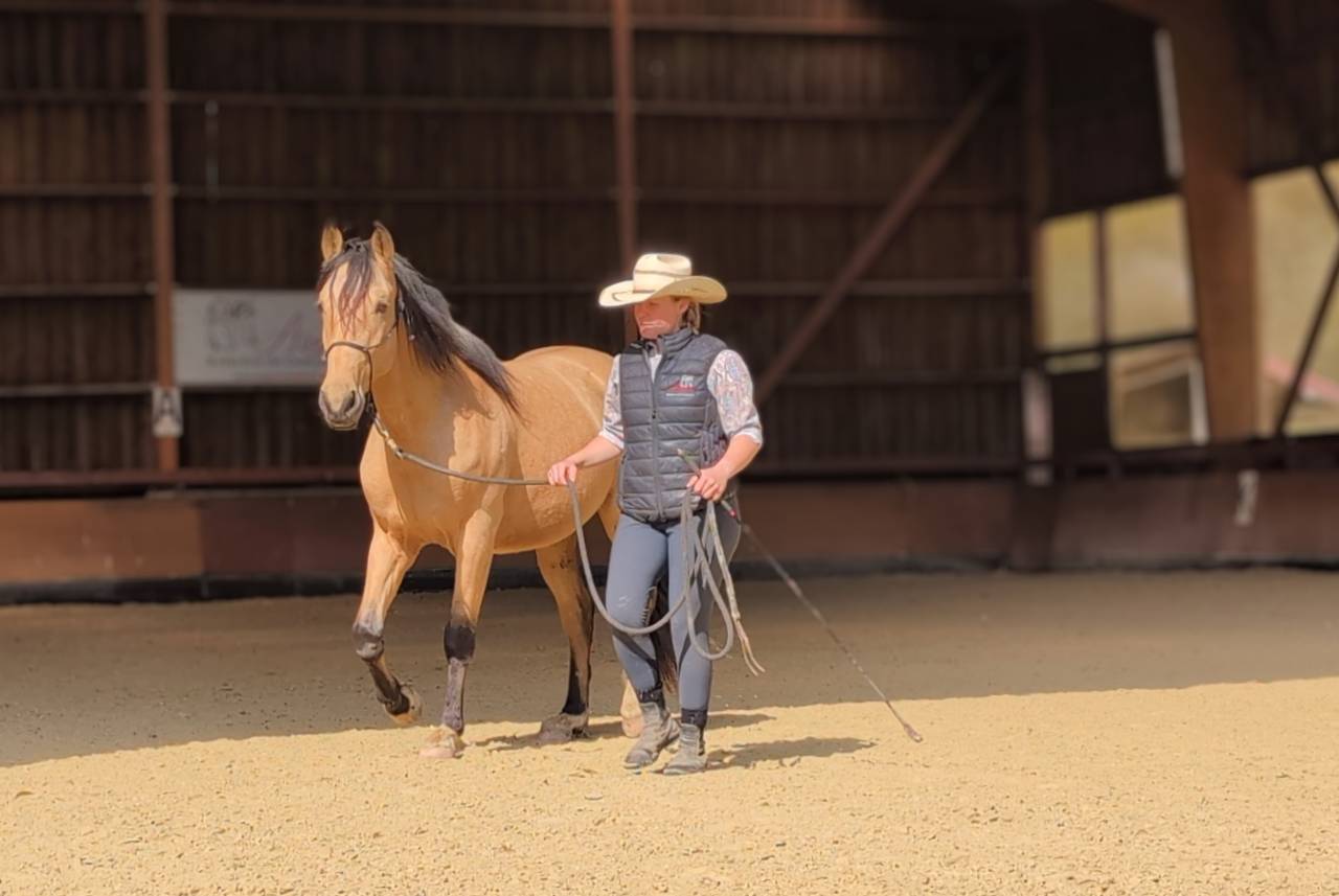 Gelding PRE Pure Spanish Bred For sale 2021 Buckskin