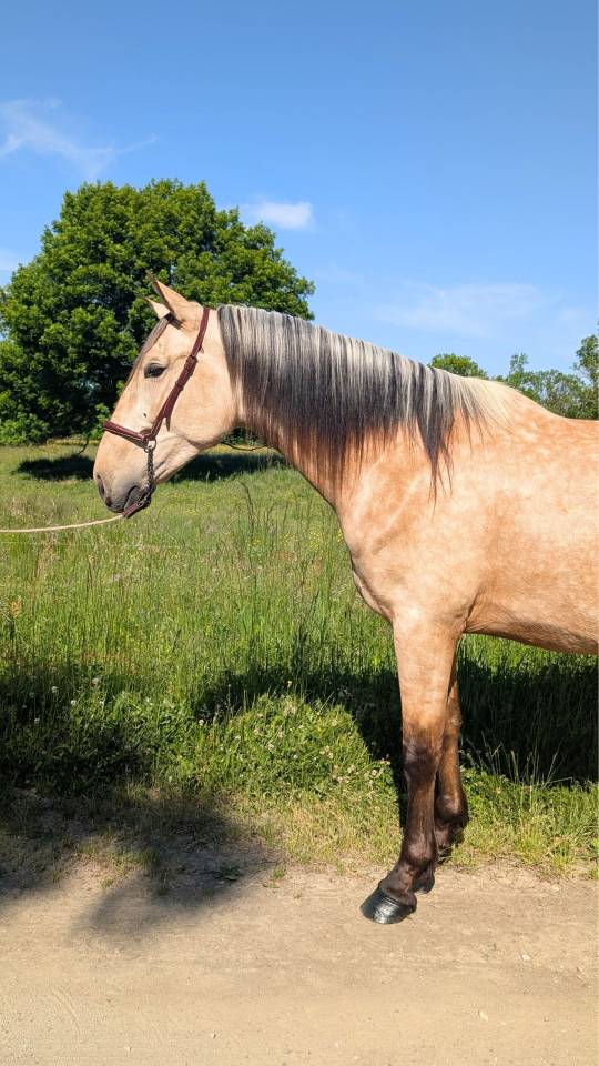 Gelding PRE Pure Spanish Bred For sale 2022 Buckskin