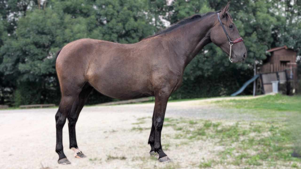 Mare PRE Pure Spanish Bred For sale 2023 Black