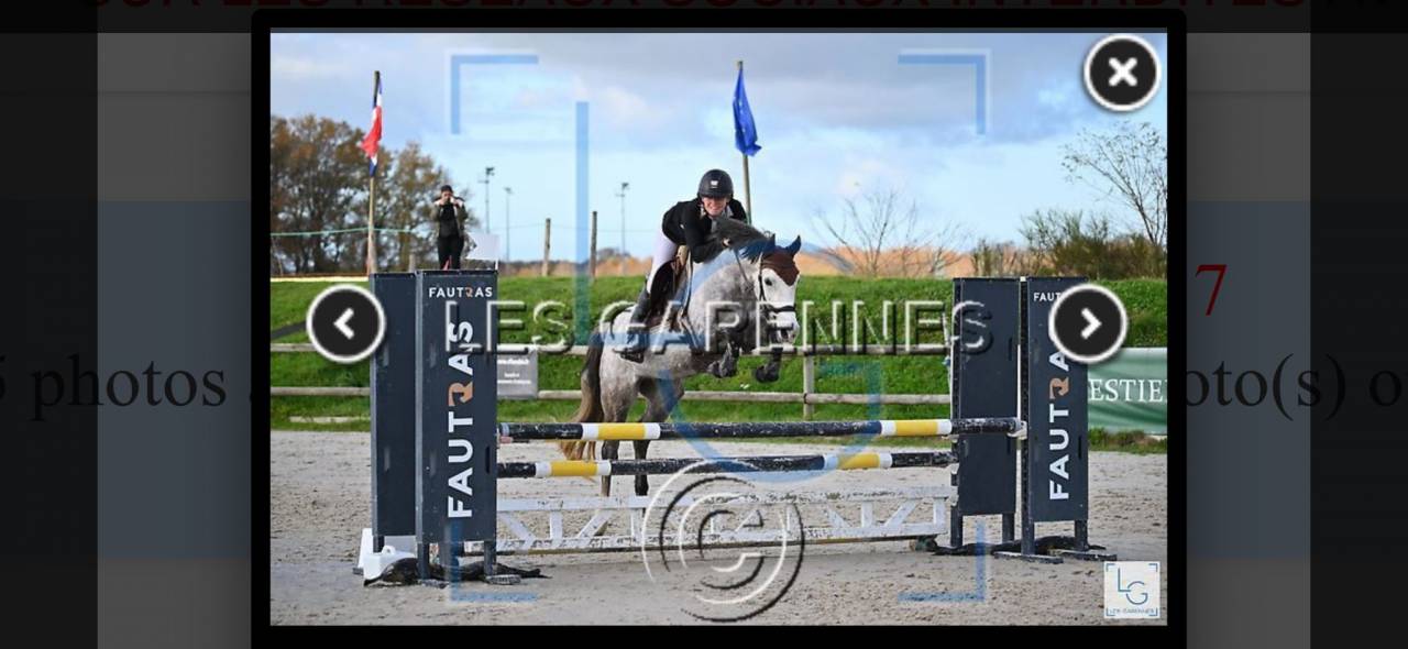 Gelding French Saddle Pony For sale 2021 Grey