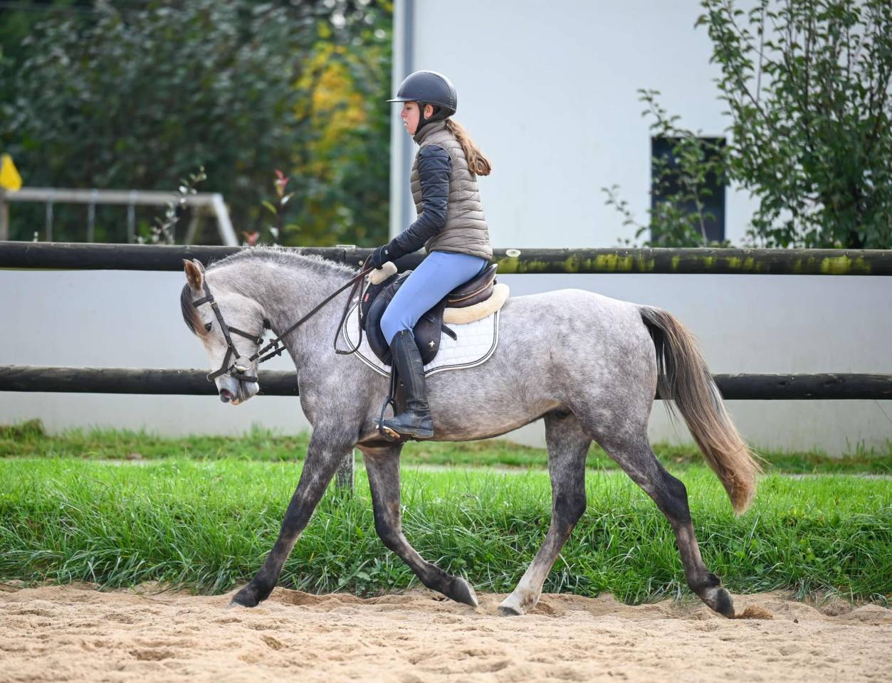 Gelding French Saddle Pony For sale 2021 Grey