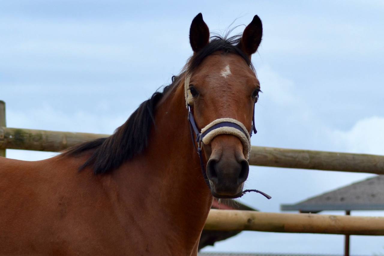 Mare Selle Français For sale 2021 Bay