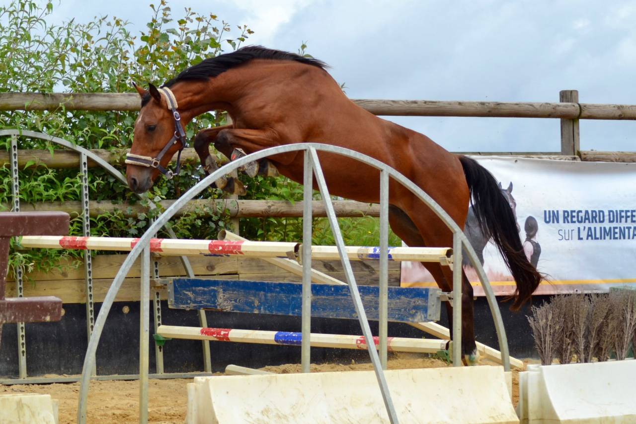 Mare Selle Français For sale 2021 Bay