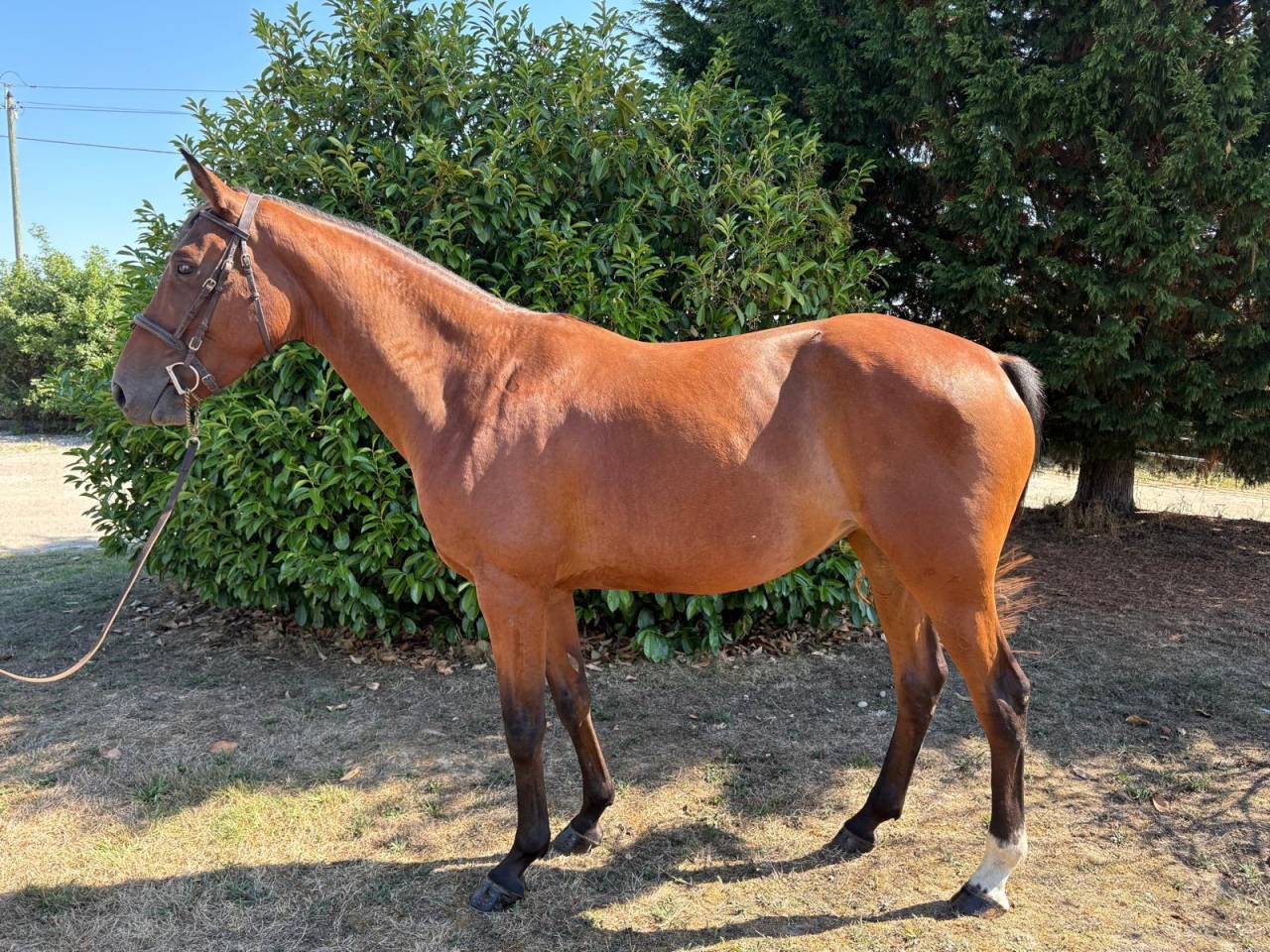 Mare Selle Français For sale 2021 Bay