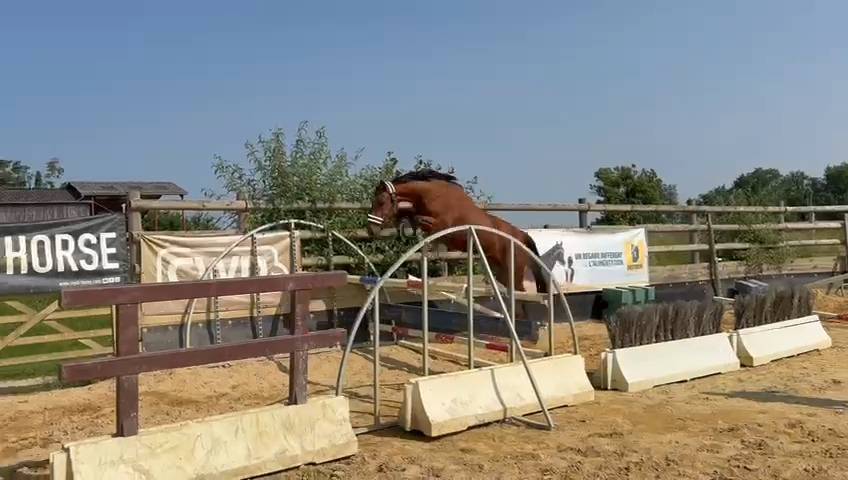 Mare Selle Français For sale 2021 Bay