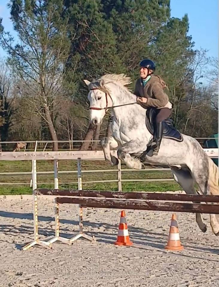 Gelding Connemara For sale 2016 Grey