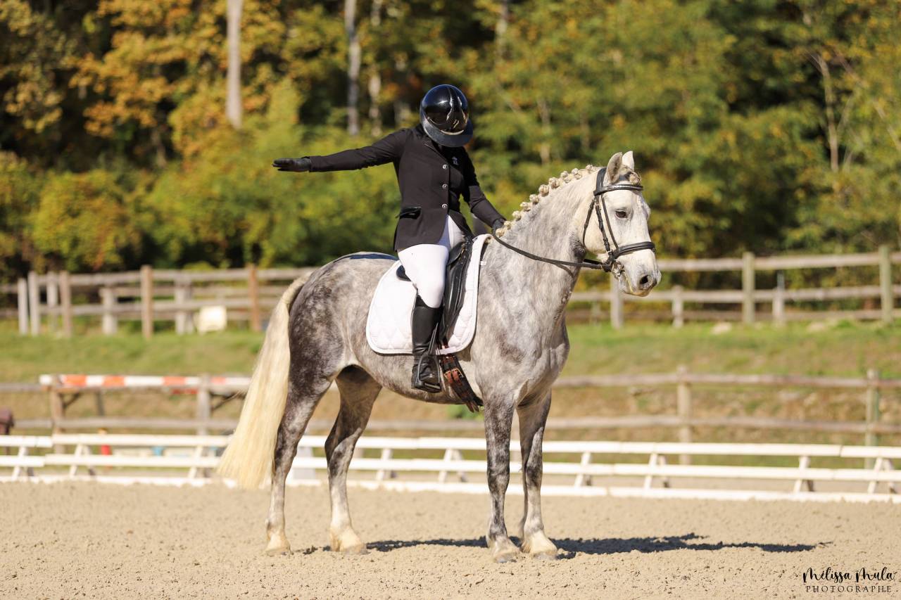 Gelding Connemara For sale 2016 Grey