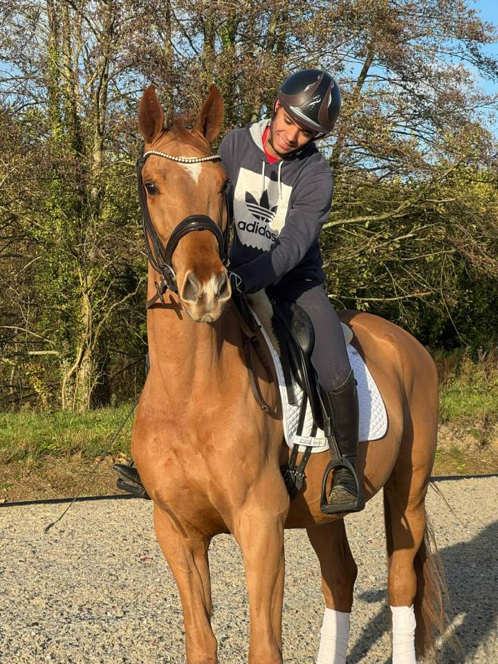 Gelding Hanoverian For sale 2022 Chesnut