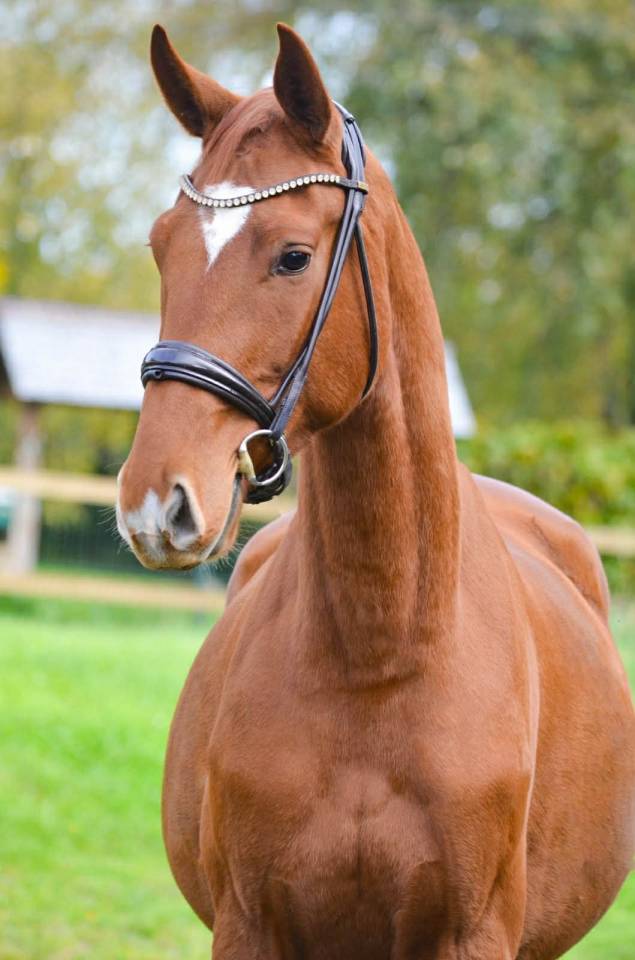 Gelding Hanoverian For sale 2022 Chesnut