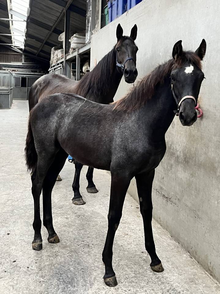 Mare KWPN Dutch Warmblood For sale 2009 Bay