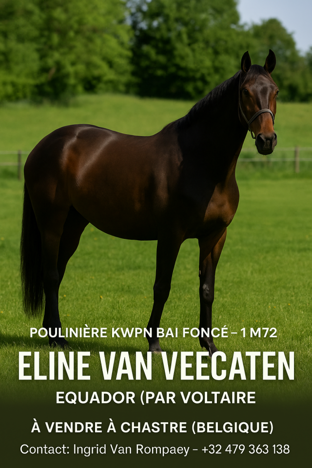 Mare KWPN Dutch Warmblood For sale 2009 Bay