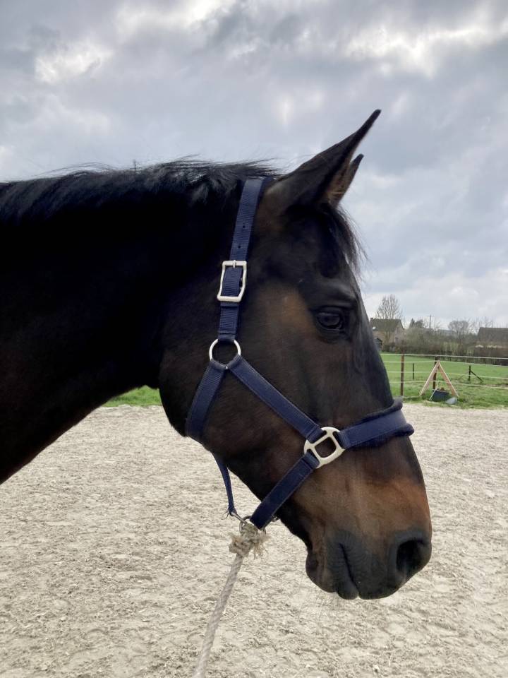 Mare KWPN Dutch Warmblood For sale 2009 Bay