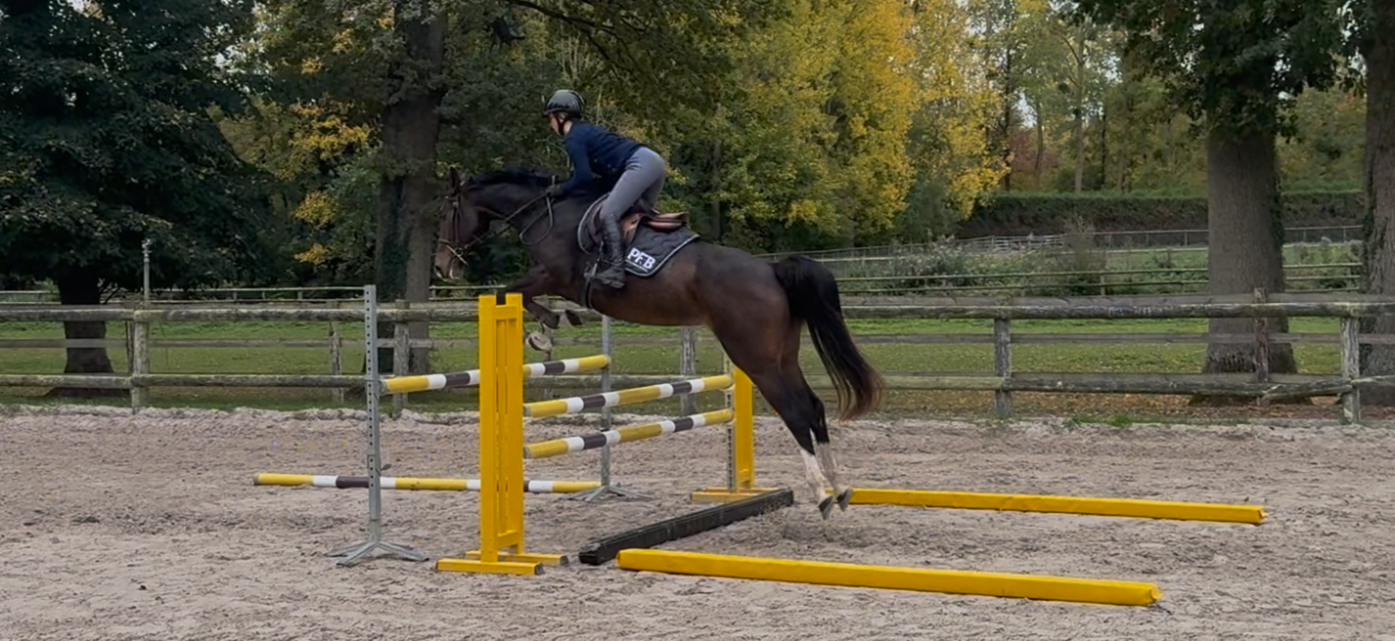 Mare Selle Français For sale 2022 Bay