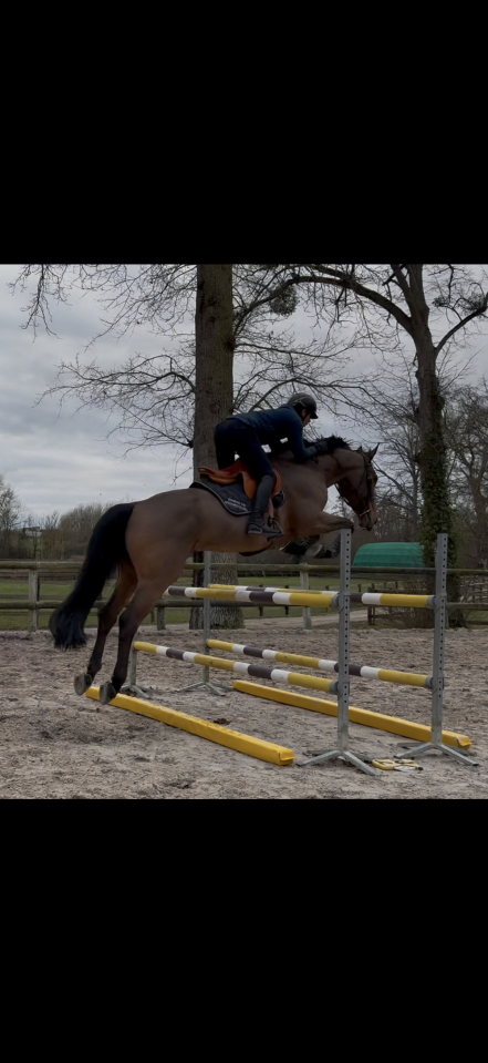 Gelding Selle Fran&ccedil;ais For sale 2018 Bay