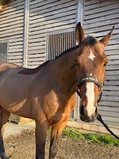 Gelding Selle Fran&ccedil;ais For sale 2018 Bay