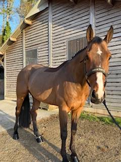 Gelding Selle Fran&ccedil;ais For sale 2018 Bay