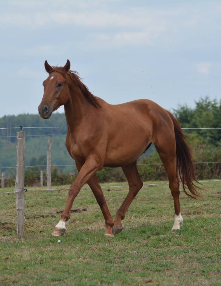 Gelding Oldenburg For sale 2022 Chesnut