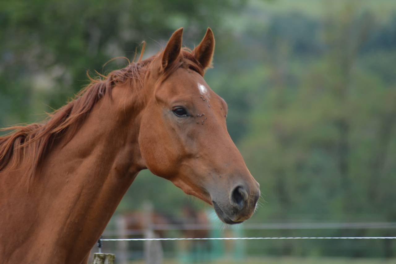 Gelding Oldenburg For sale 2022 Chesnut