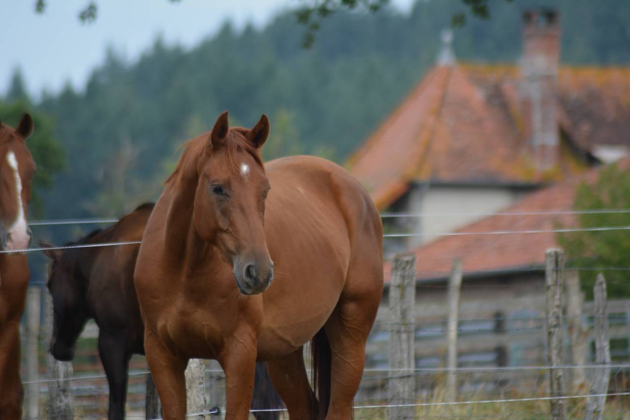 Gelding Oldenburg For sale 2022 Chesnut