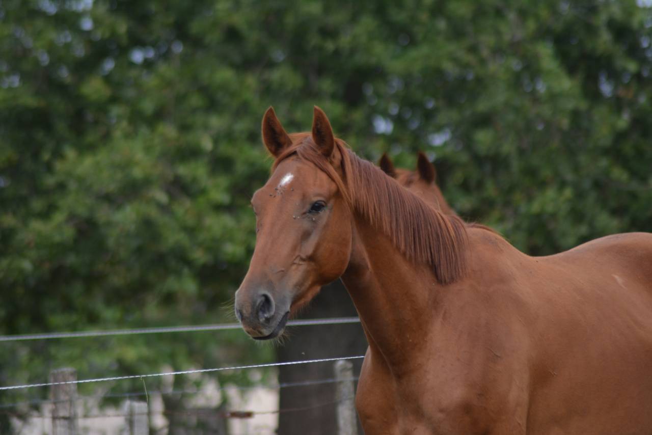 Gelding Oldenburg For sale 2022 Chesnut