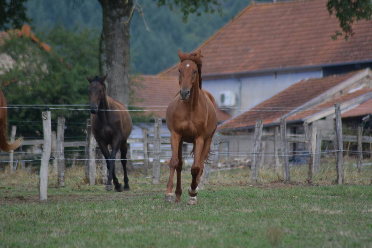 Gelding Oldenburg For sale 2022 Chesnut
