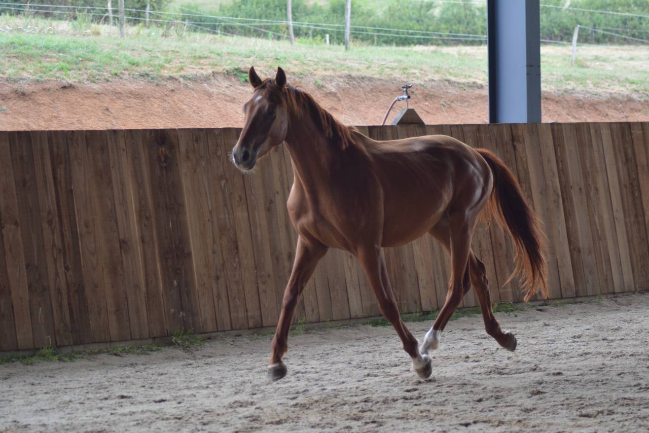 Gelding Oldenburg For sale 2022 Chesnut
