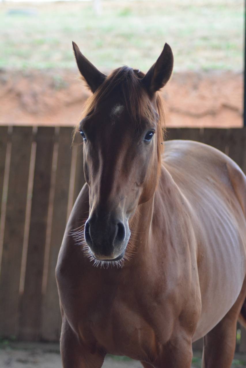 Gelding Oldenburg For sale 2022 Chesnut