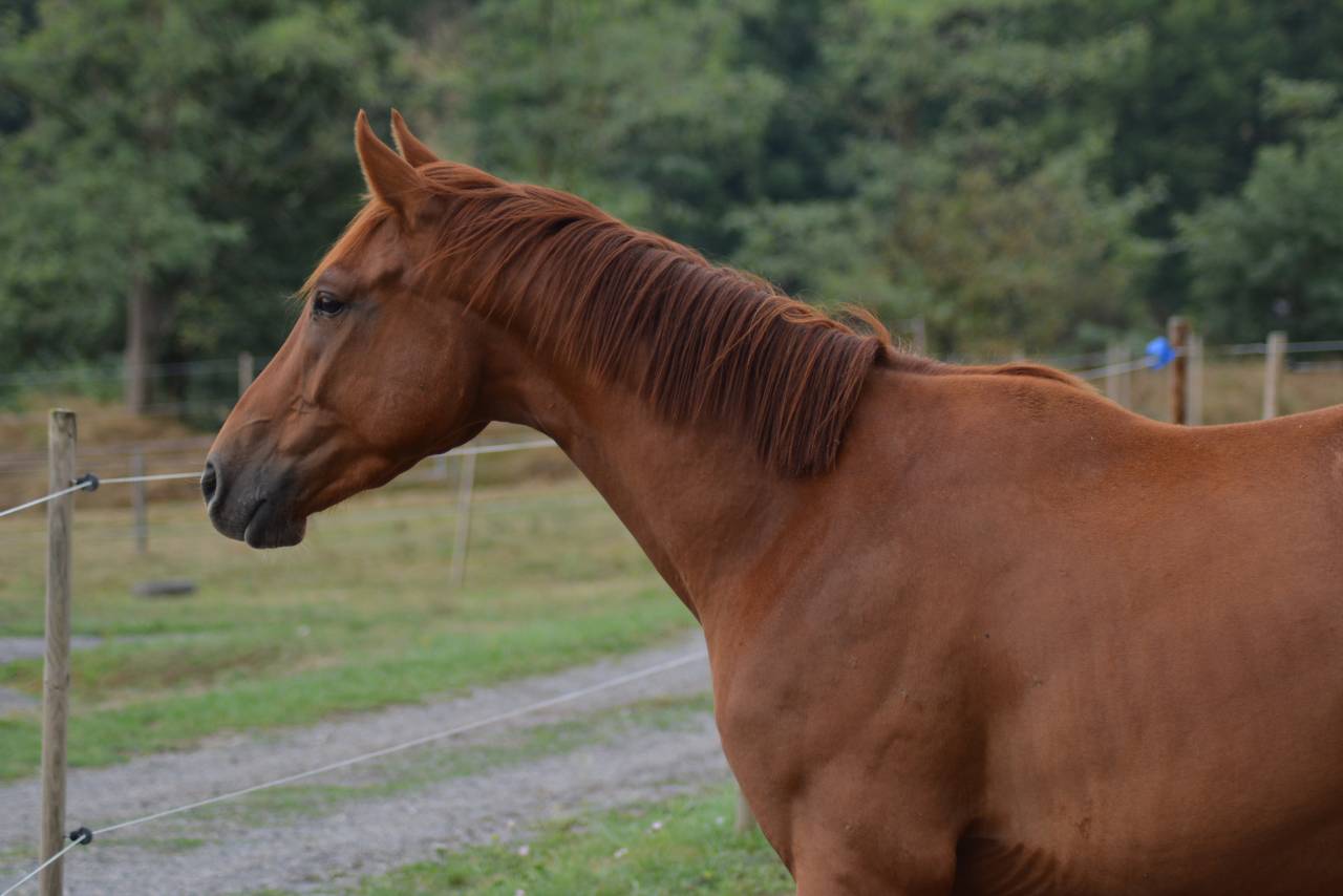 Gelding Oldenburg For sale 2022 Chesnut