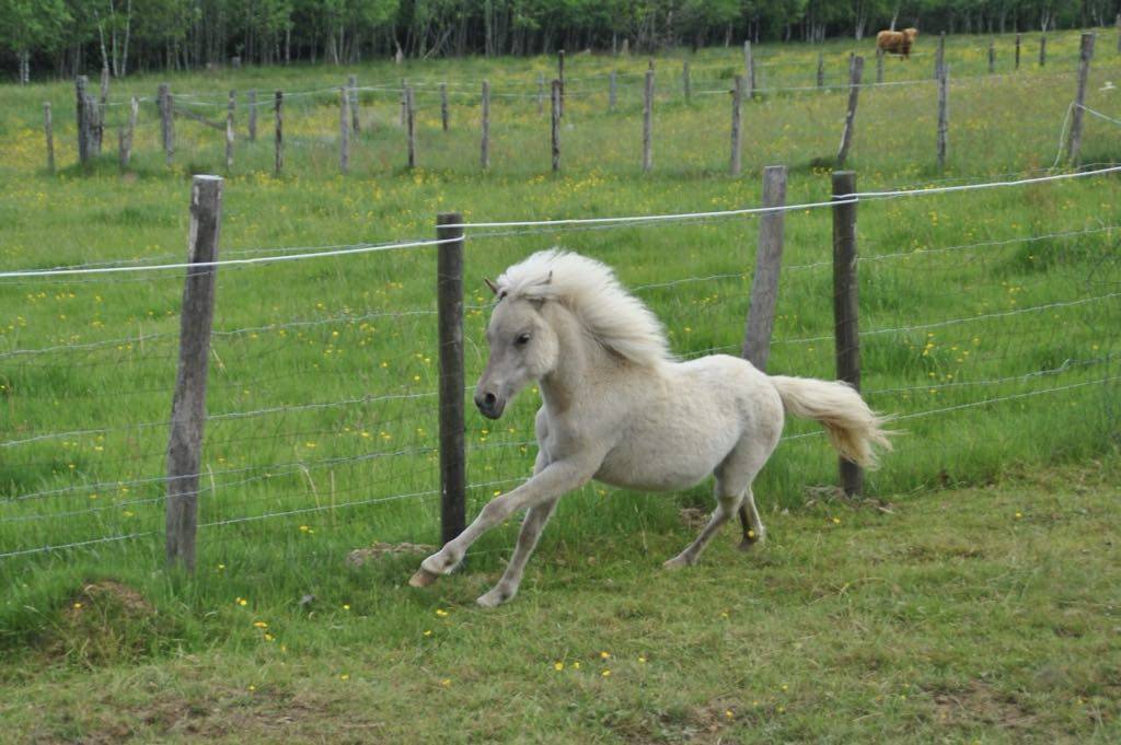 Gelding Shetland Pony For sale 2024 Silver dapple