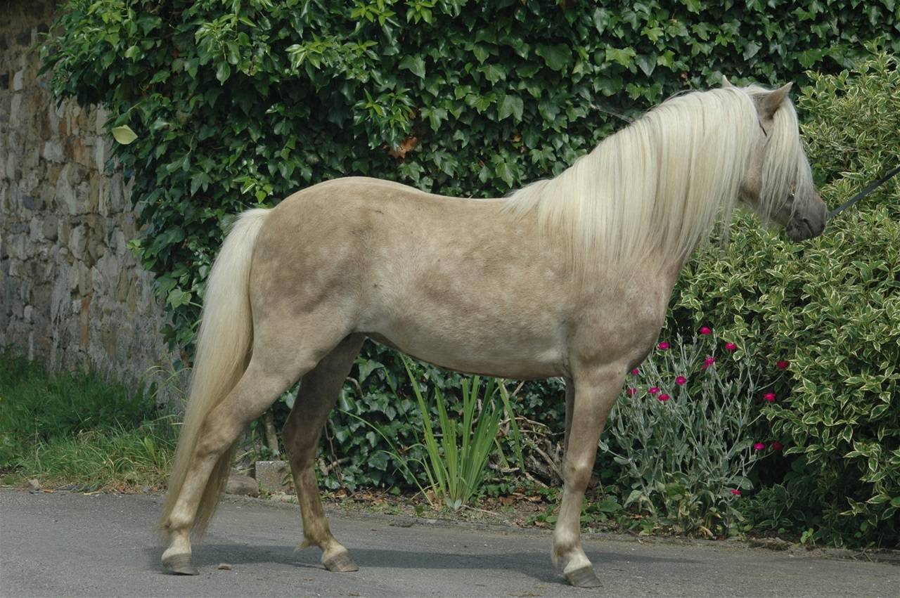 Gelding Shetland Pony For sale 2024 Silver dapple