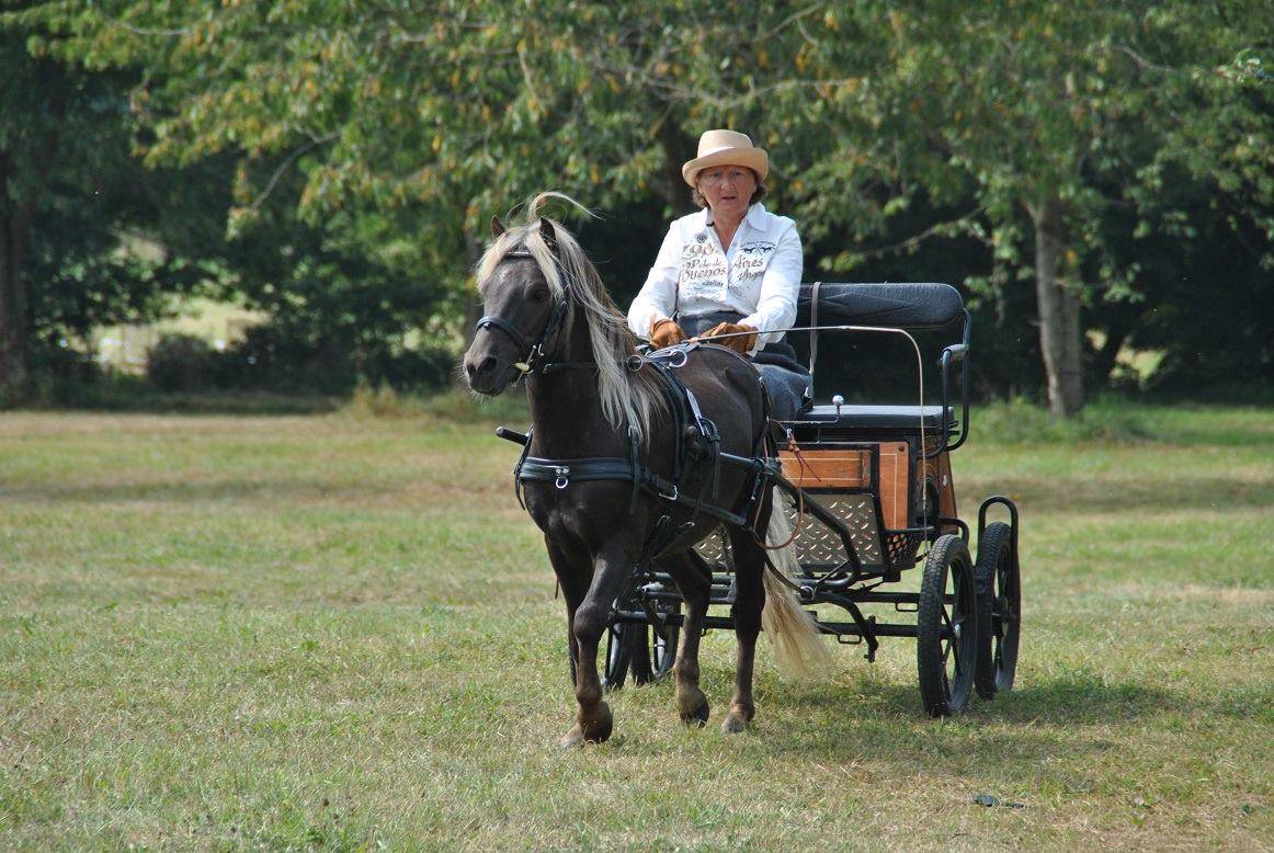 Gelding Shetland Pony For sale 2024 Silver dapple
