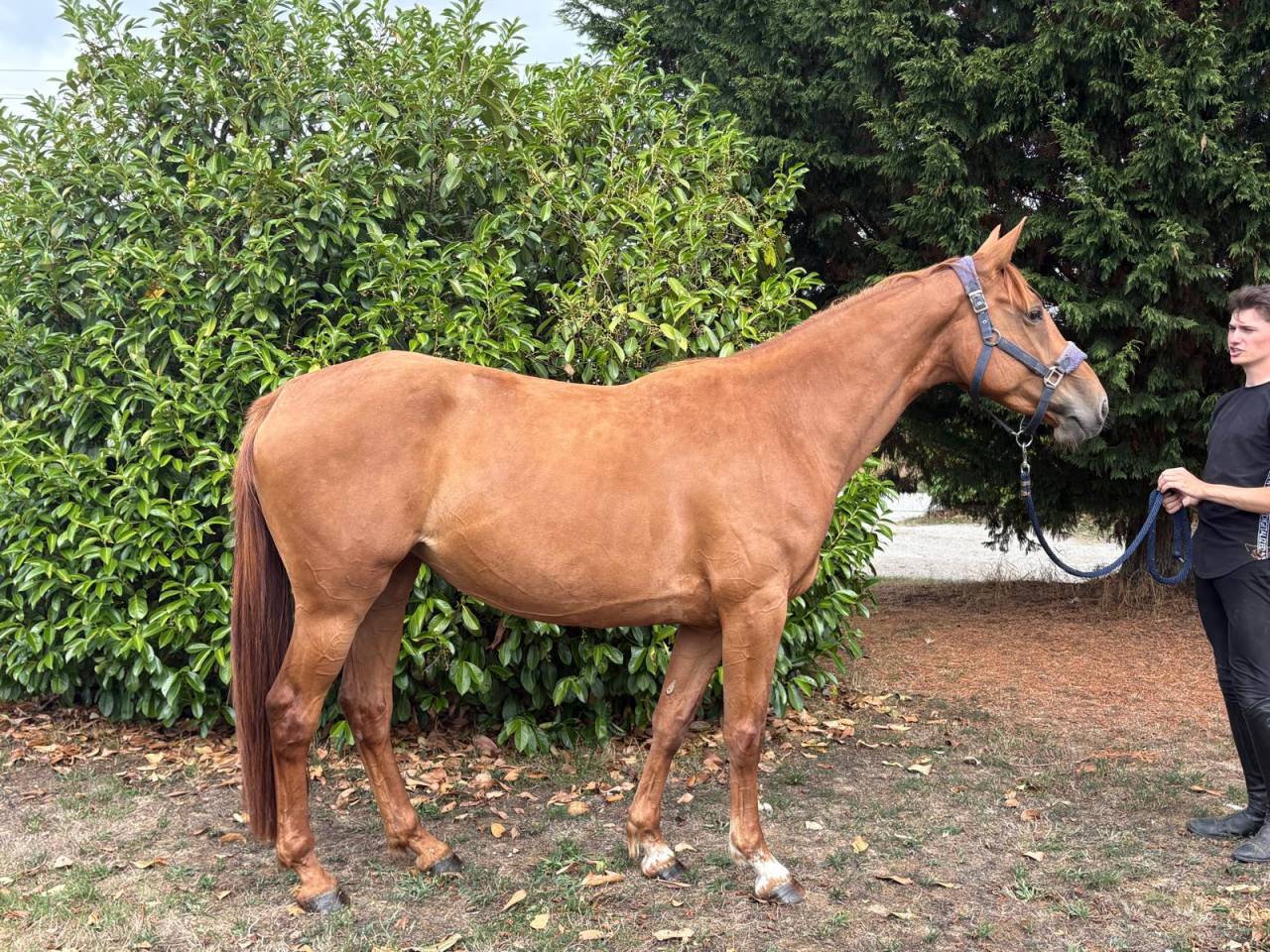 Mare Selle Français For sale 2021 Chesnut