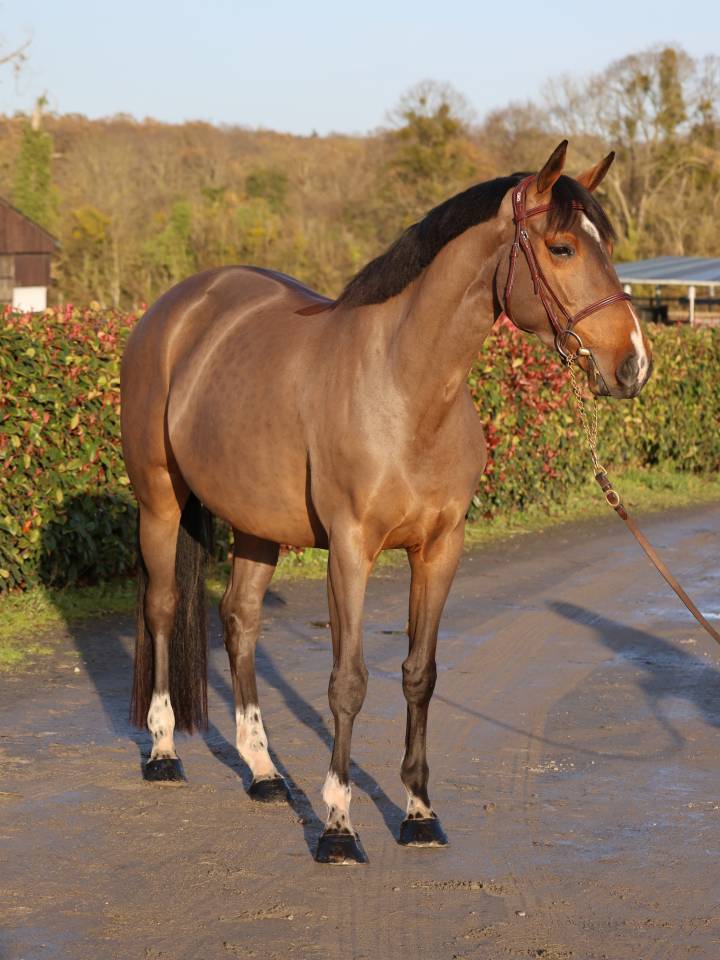 Mare Selle Français For sale 2021 Bay