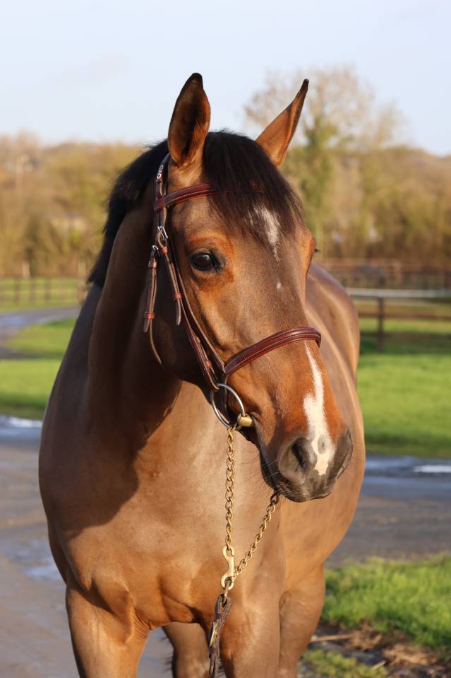 Mare Selle Français For sale 2021 Bay