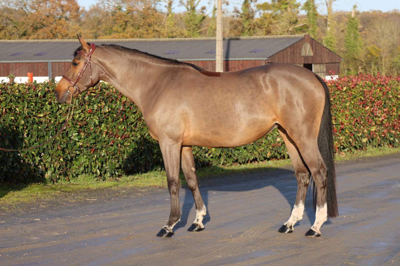 Mare Selle Français For sale 2021 Bay