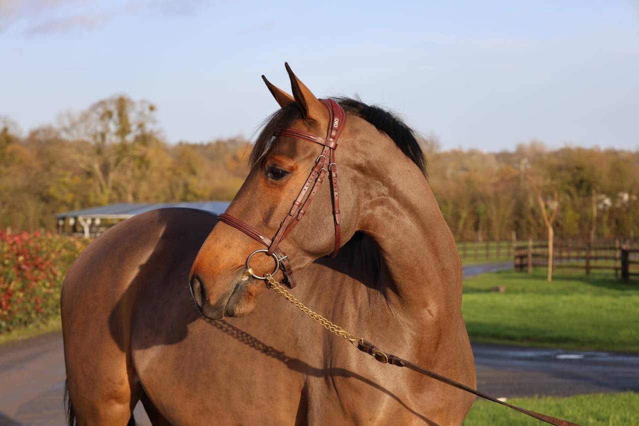 Mare Selle Français For sale 2021 Bay