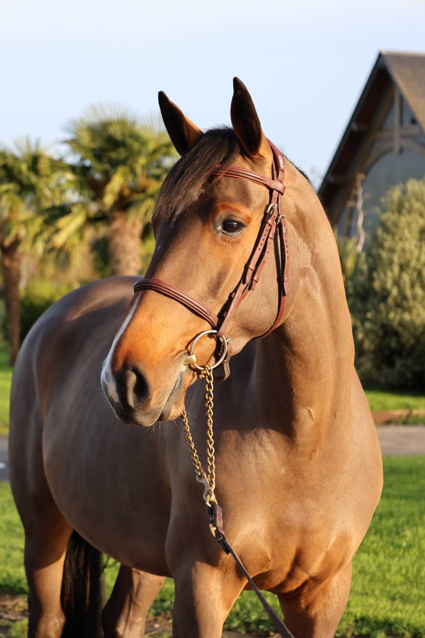 Mare Selle Français For sale 2021 Bay