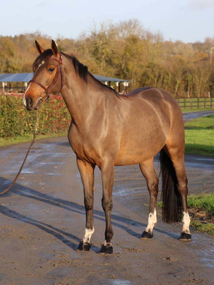 Mare Selle Français For sale 2021 Bay