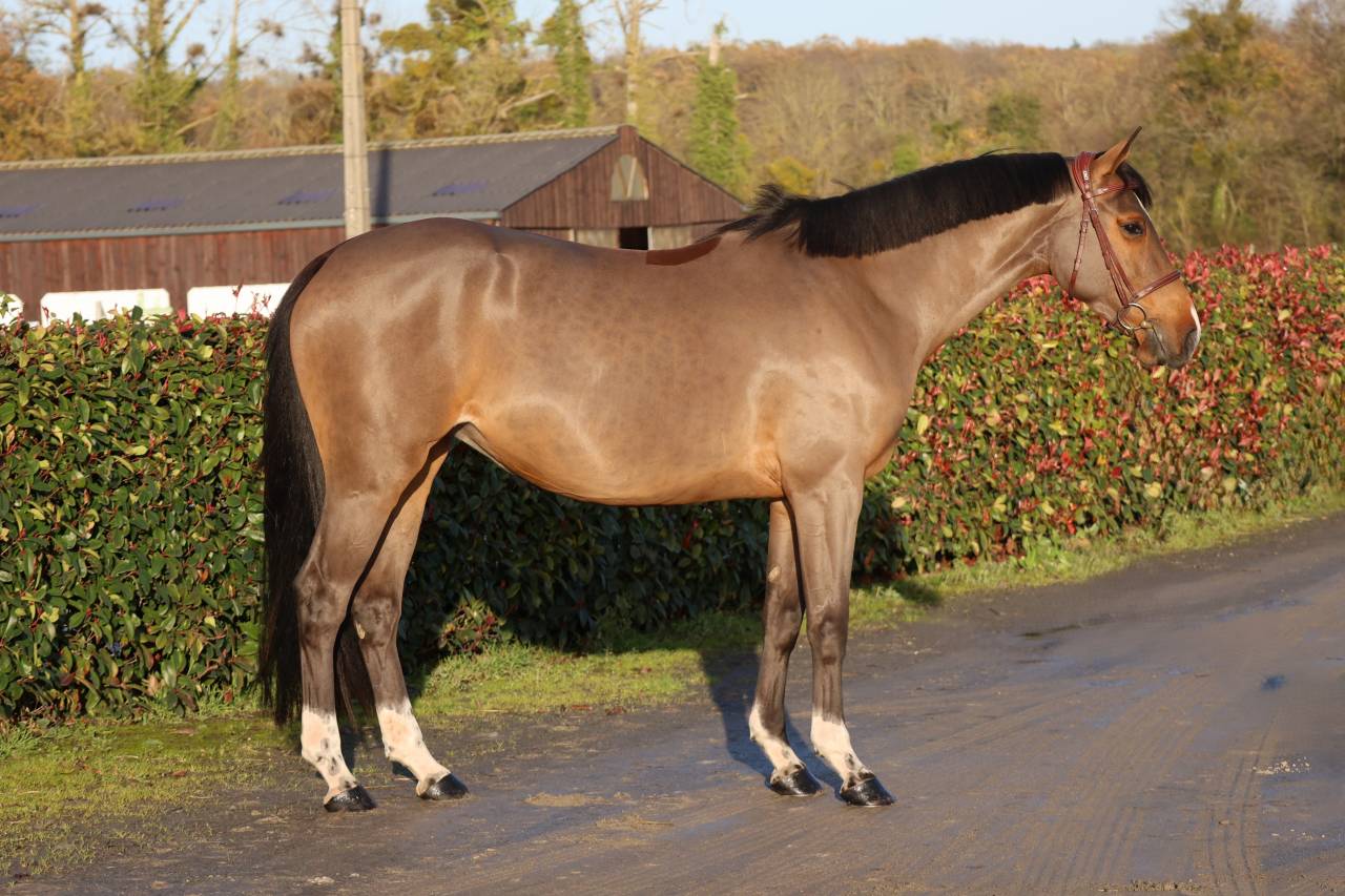 Mare Selle Français For sale 2021 Bay