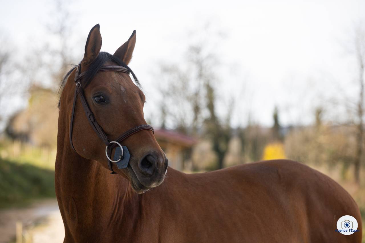 Entire Oldenburg For sale 2021 Bay