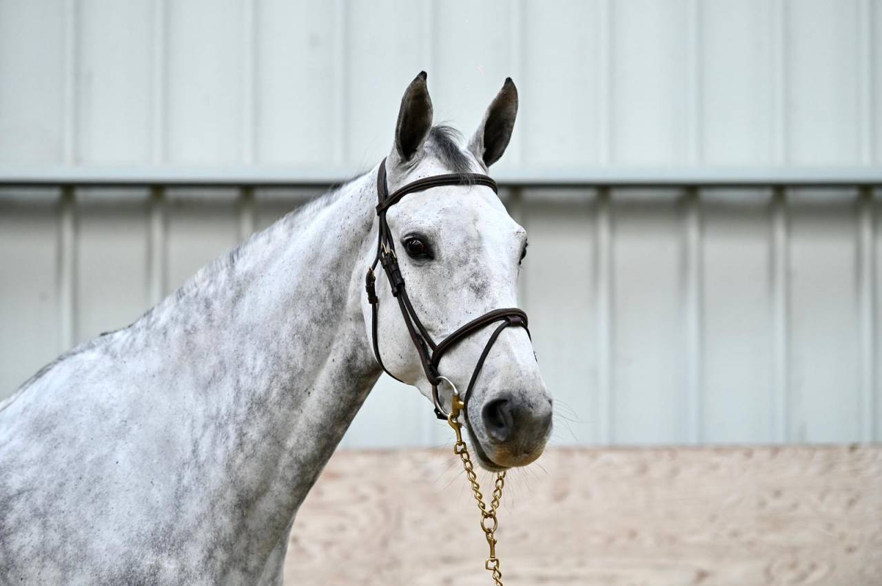 Mare Zangersheide For sale 2018 Grey