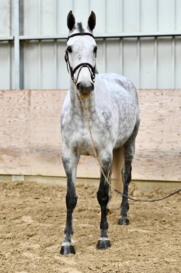Mare Zangersheide For sale 2018 Grey