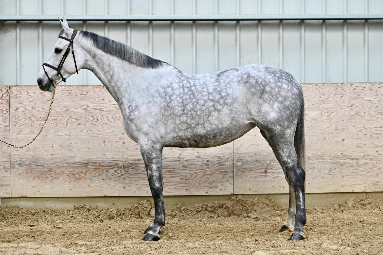 Mare Zangersheide For sale 2018 Grey