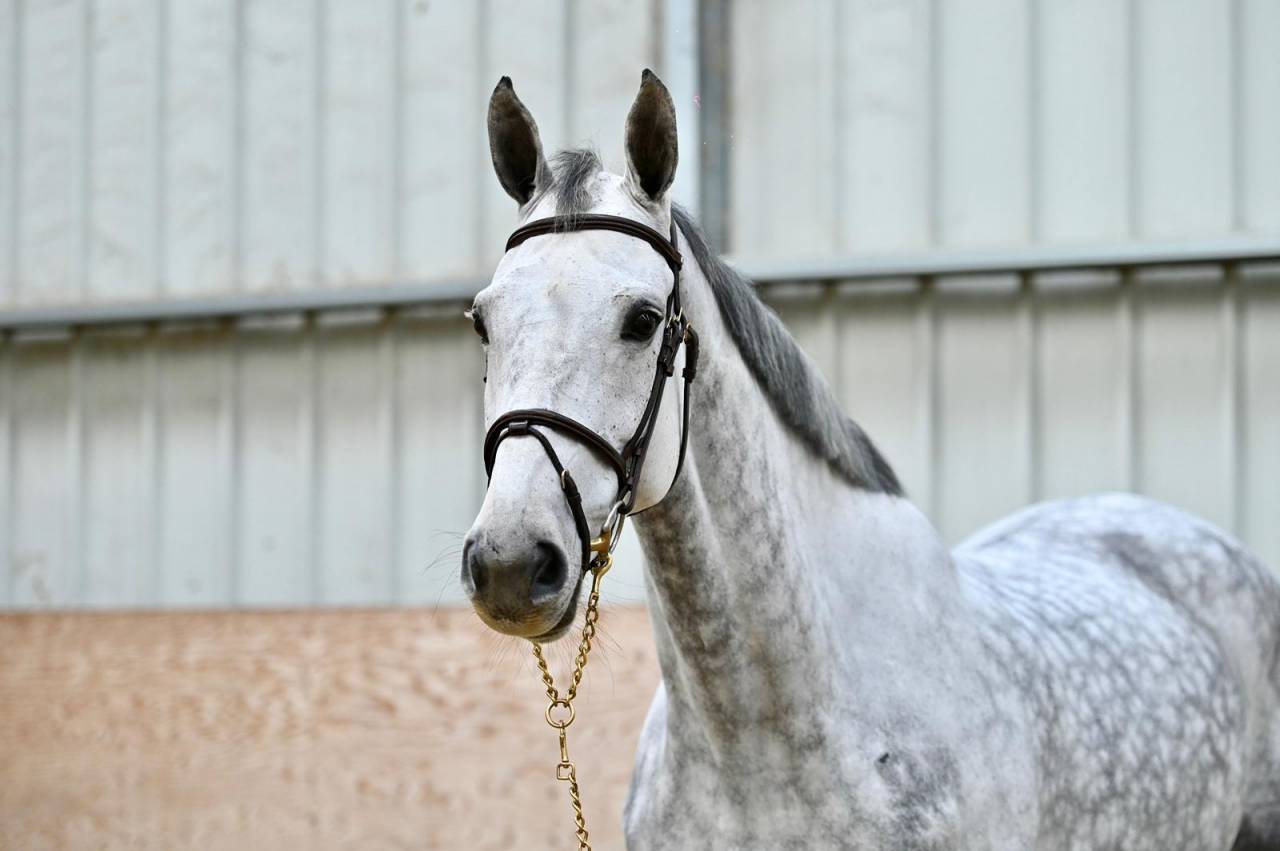 Mare Zangersheide For sale 2018 Grey