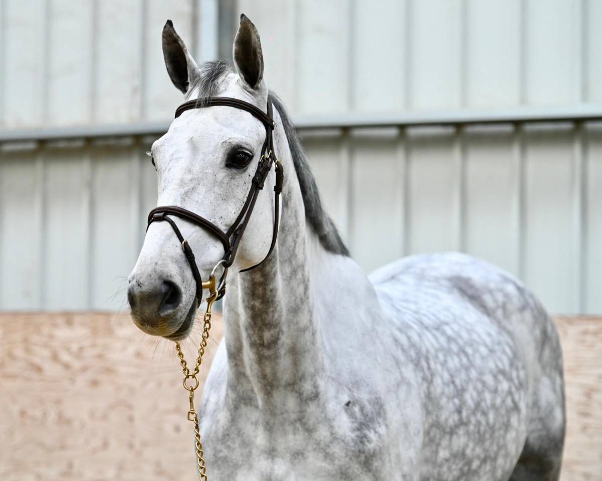 Mare Zangersheide For sale 2018 Grey